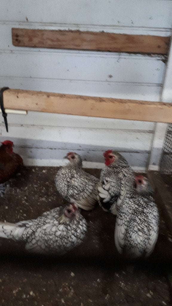 Sebright Hennen, Dieren en Toebehoren, Vrouwelijk, Kip