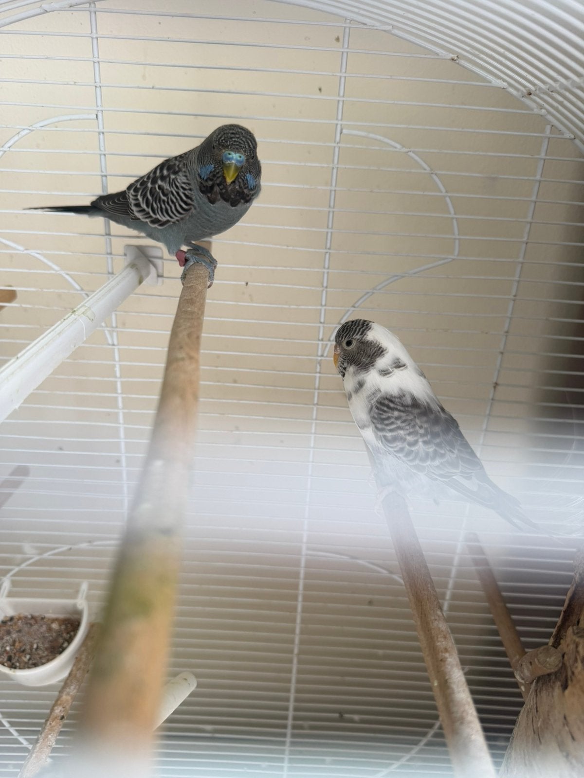 Koppel blackface grasparkieten, Meerdere dieren, Parkiet