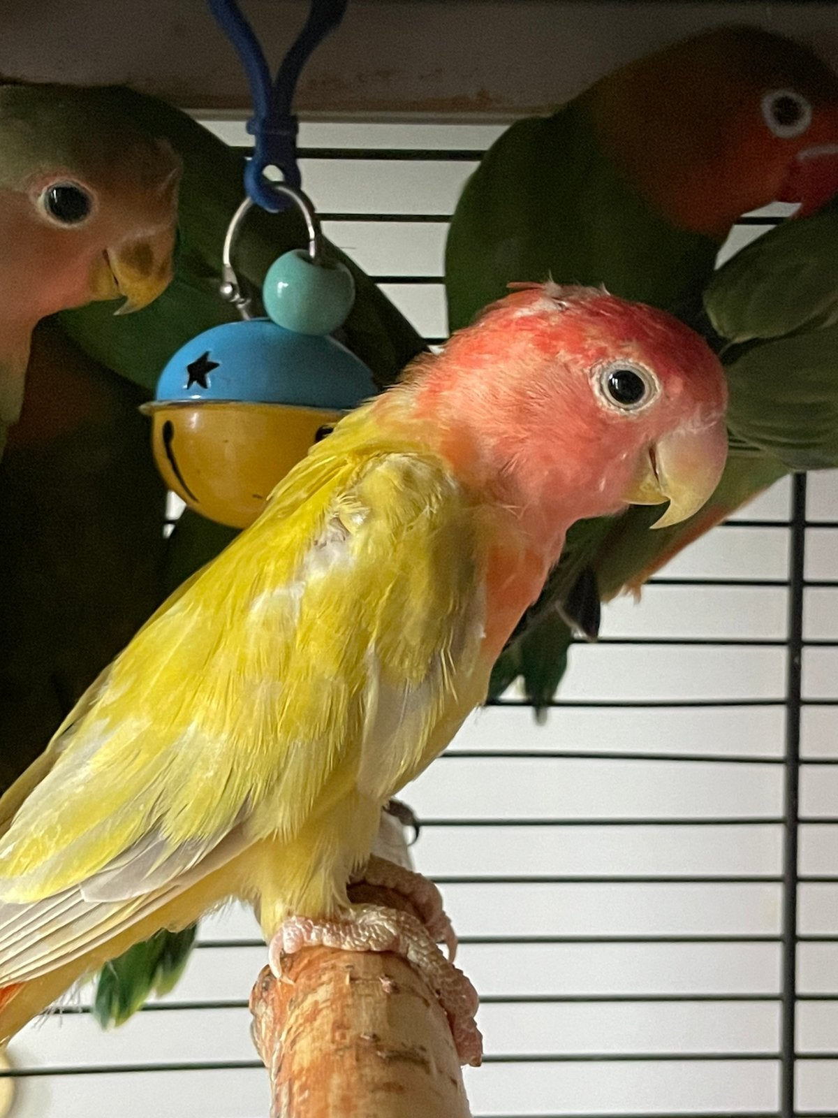 Prachtige Lieve Hand Tamme Agapornis Dwergpapegaai Lovebird, Dieren en Toebehoren, Vogels | Parkieten en Papegaaien, Dwergpapegaai of Agapornis