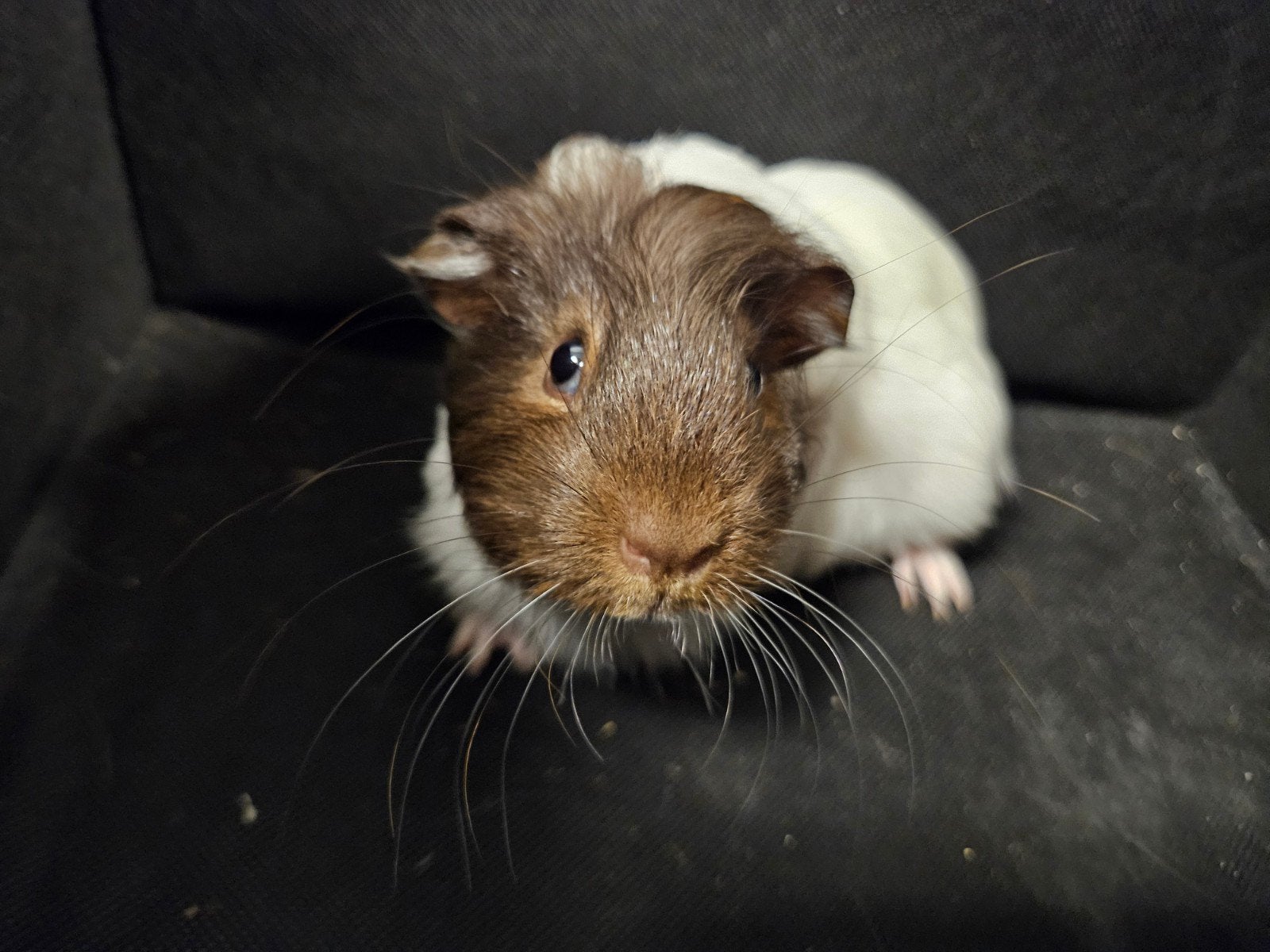 Stoere Cavia man, Dieren en Toebehoren, Cavia, April, Mannelijk, Tam