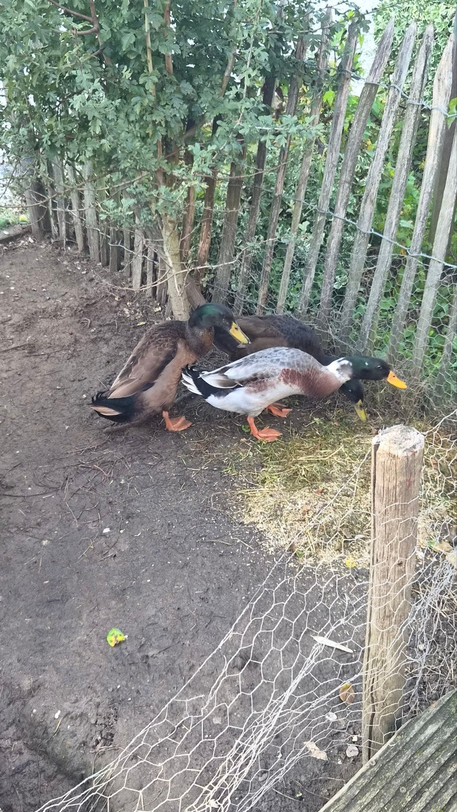 loopeenden 3 x woerd, Dieren en Toebehoren, Mannelijk, Eend