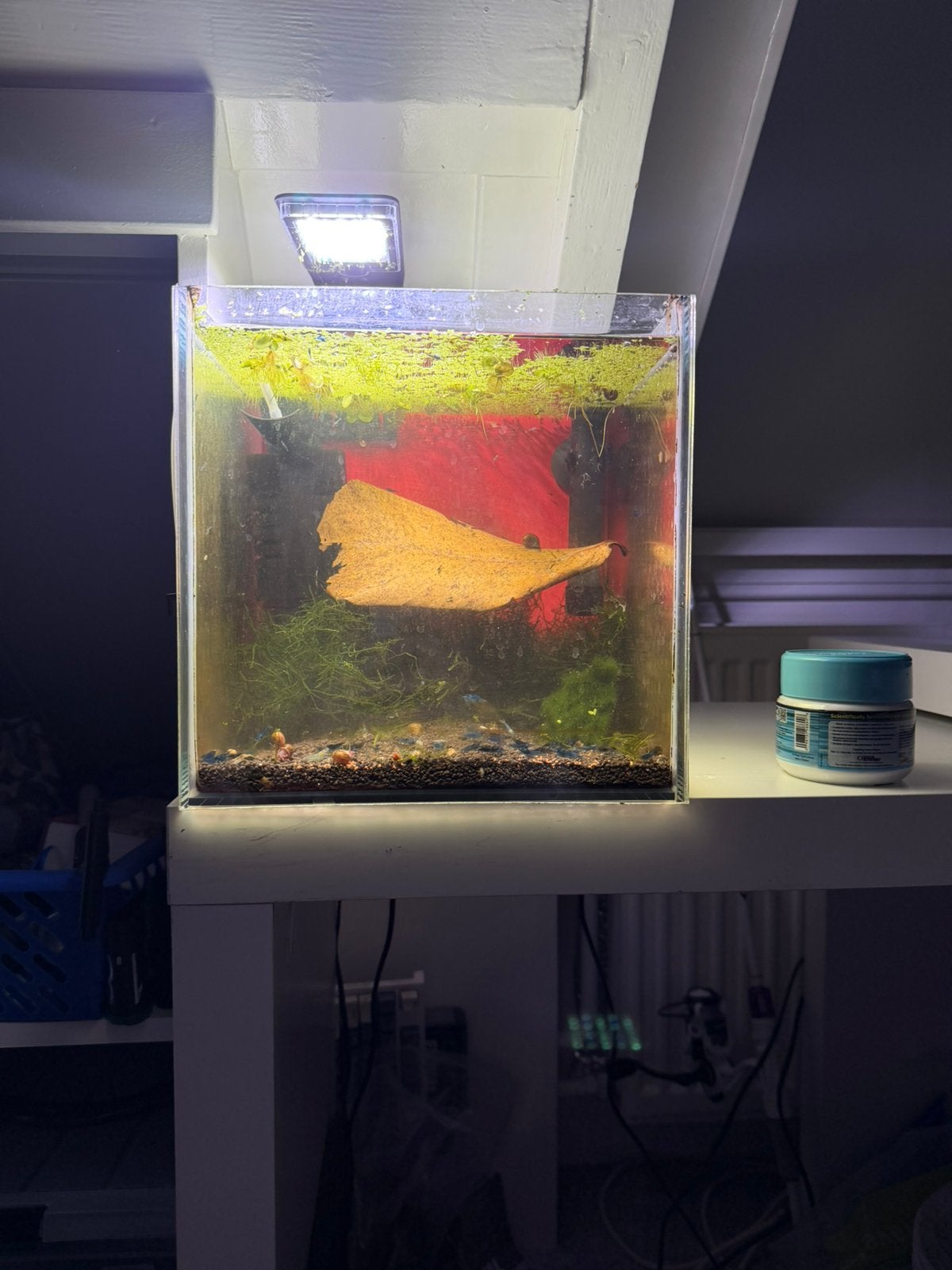 Blue dream shrimp - blauwe garnalen, Dieren en Toebehoren, Vissen | Aquariumvissen, Kreeft, Krab of Garnaal, Zoetwatervis