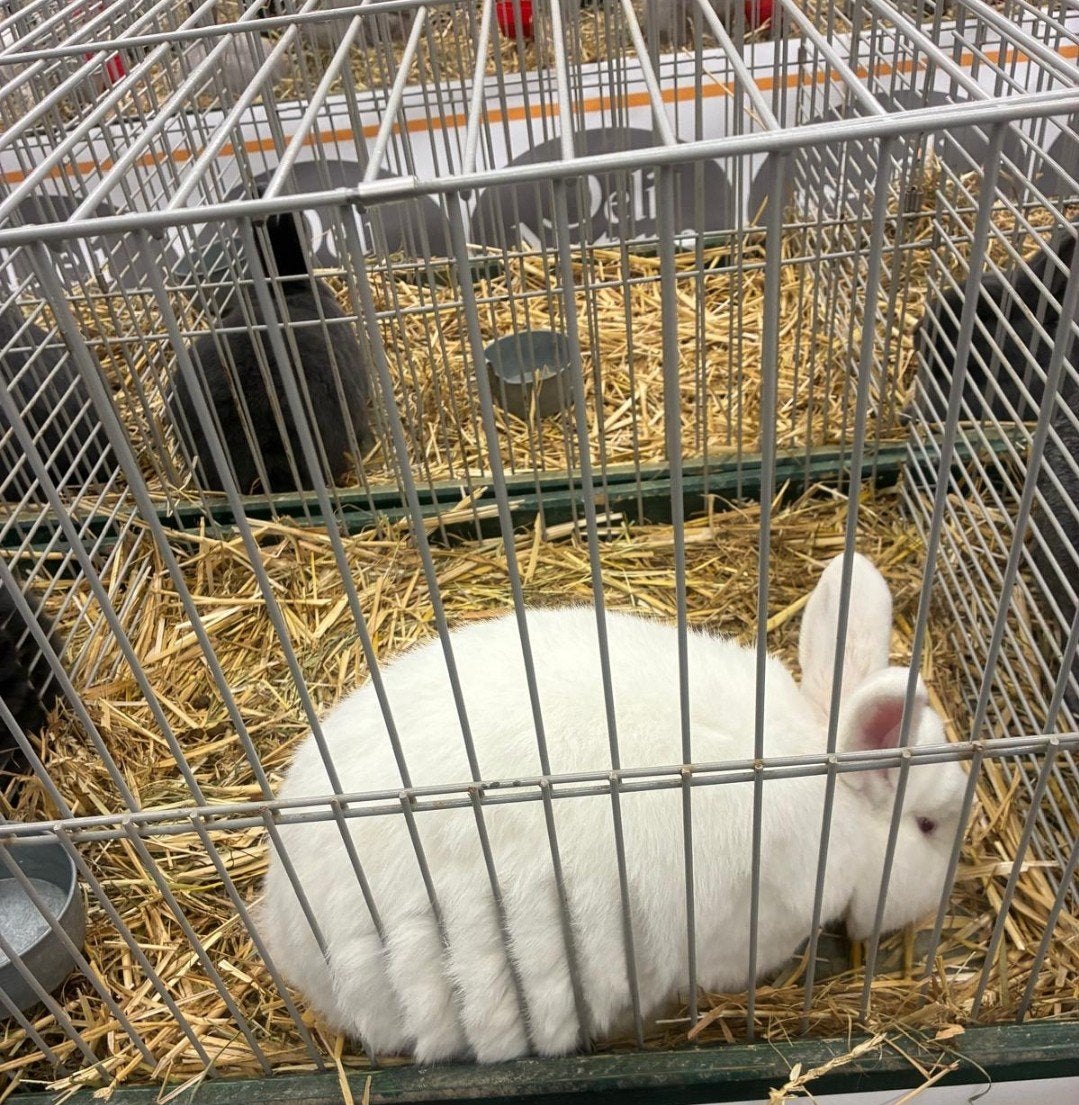 Prachtige Witte Nieuw-Zeelander (TT-k, Dieren en Toebehoren, Meerdere dieren, Groot, 0 tot 2 jaar
