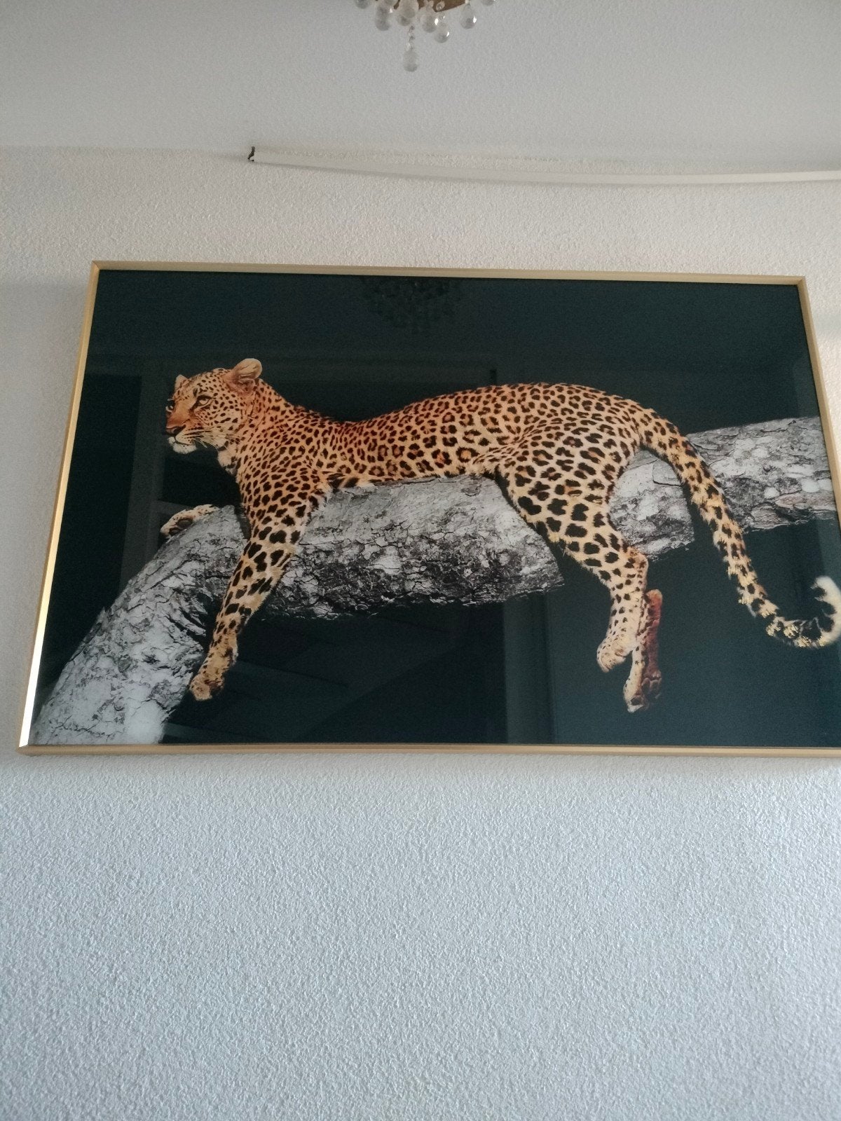 PTMD Collectie Panter Schilderij in Glazen Lijst, Ophalen, Nieuw, Schilderij