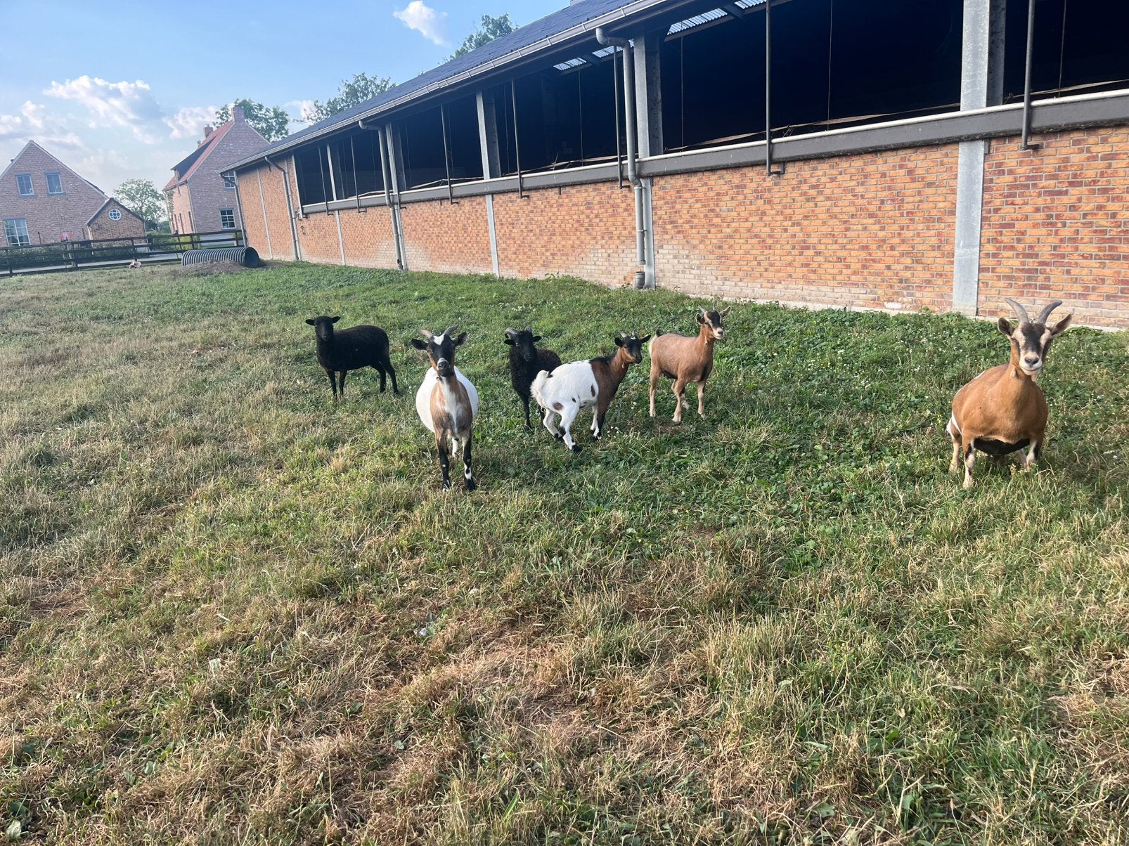 Te koop dwerggeiten geen ubn, Dieren en Toebehoren, Schapen, Geiten en Varkens, Mannelijk, Geit