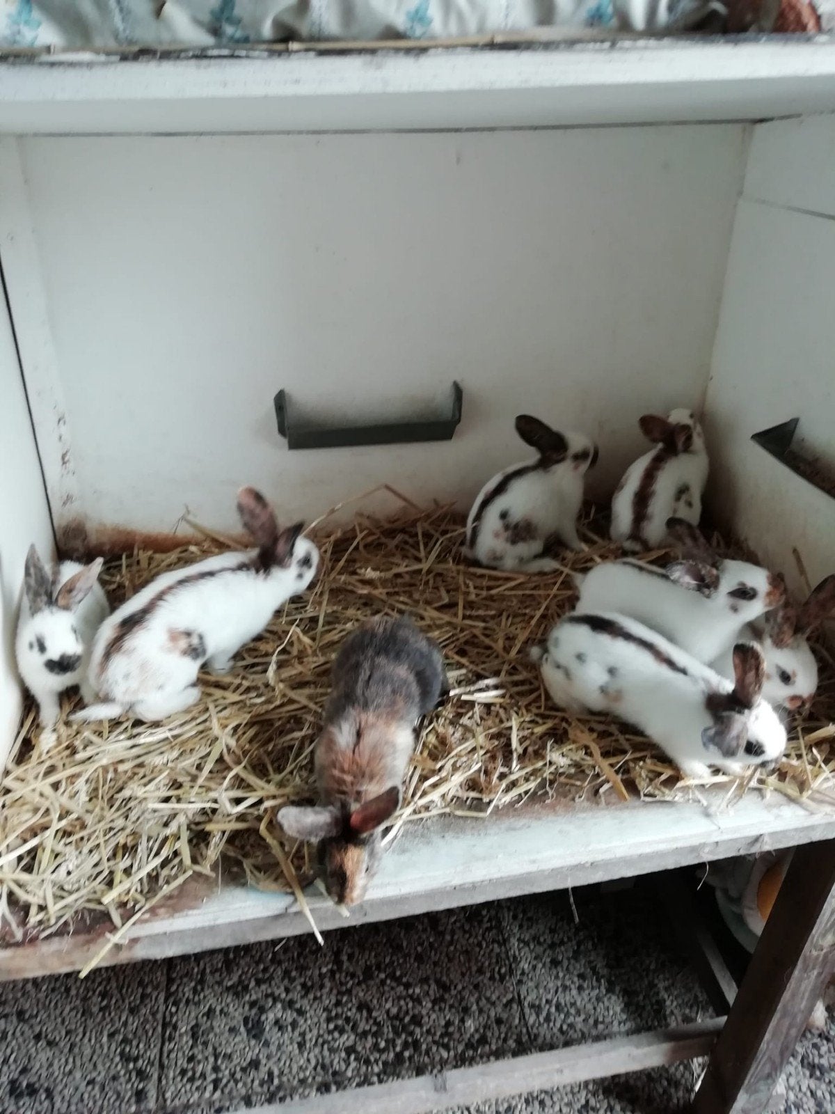 Rijnlander middelgroot te koop, Dieren en Toebehoren, Meerdere dieren, Middelgroot, 0 tot 2 jaar