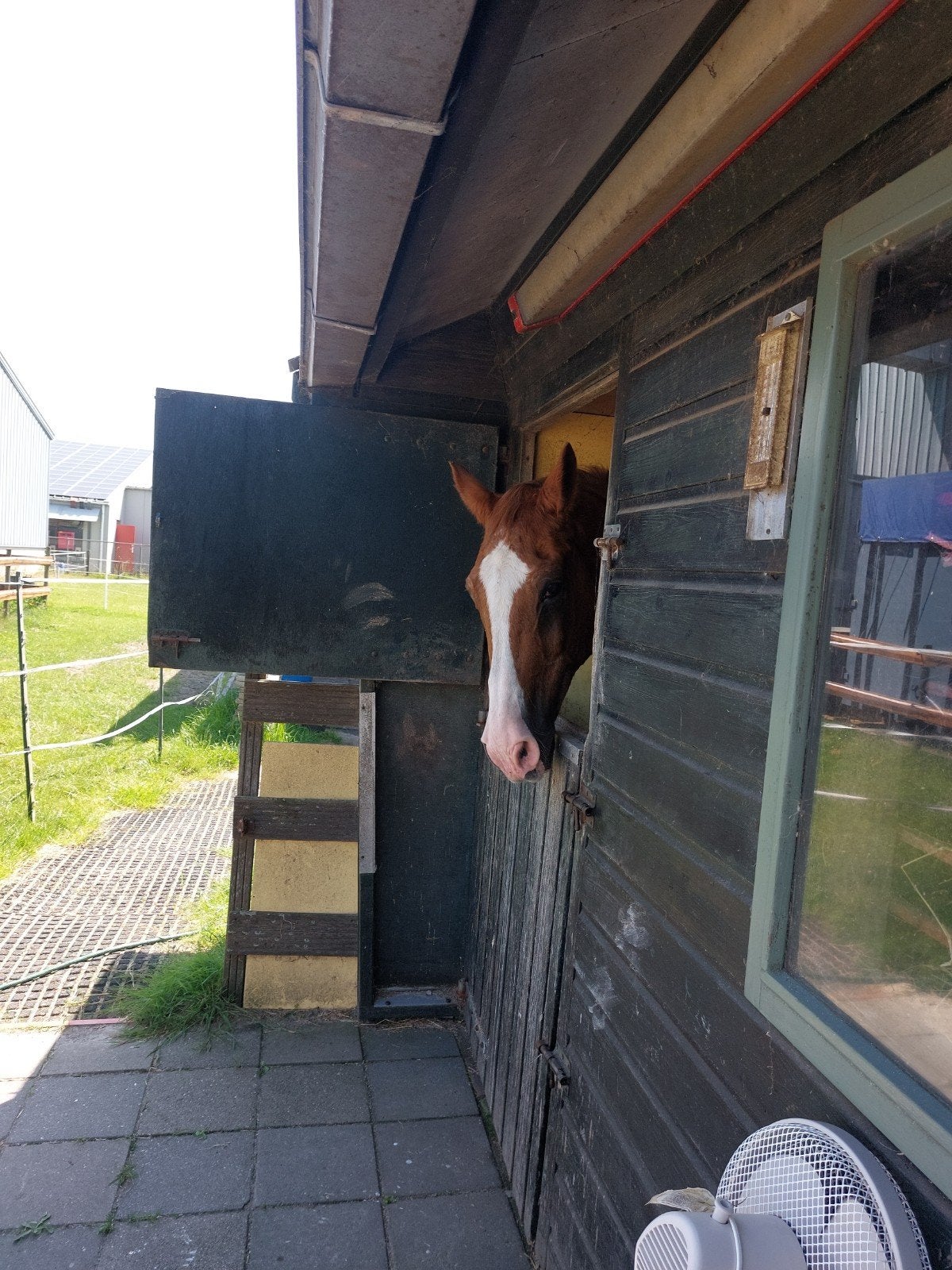 Pensioenplek aangeboden, Dieren en Toebehoren