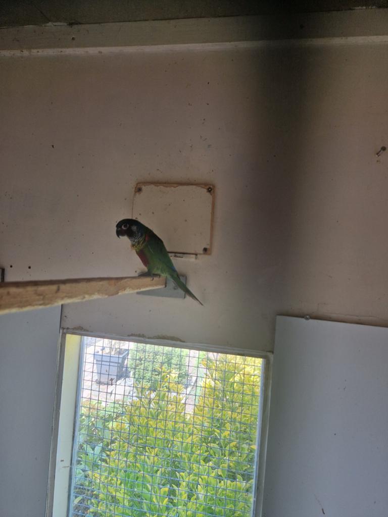 Pyrrhura Emma, Dieren en Toebehoren, Mannelijk, Parkiet, Geringd