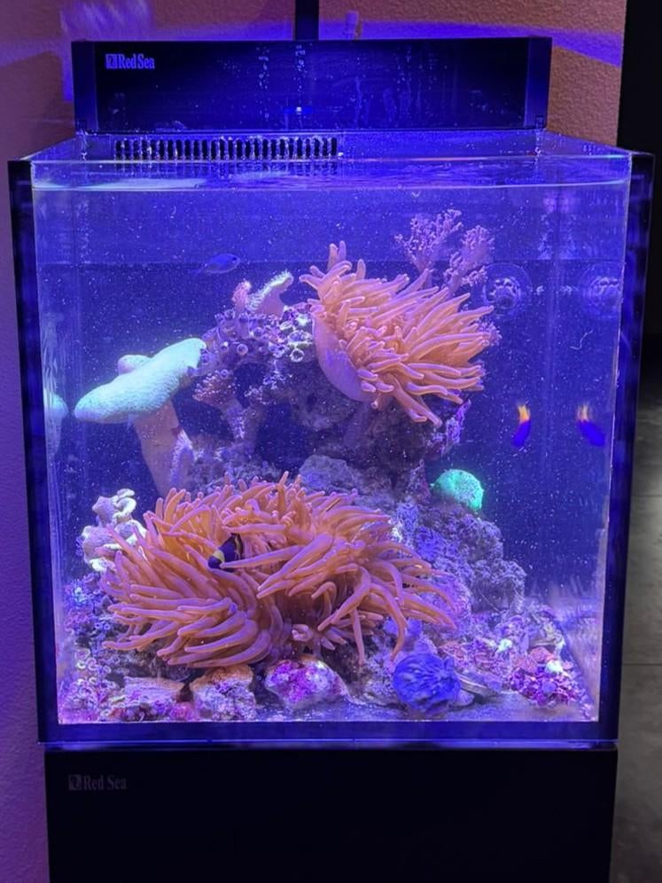 Tepelanemoon, Dieren en Toebehoren, Ophalen, Gevuld zeewateraquarium