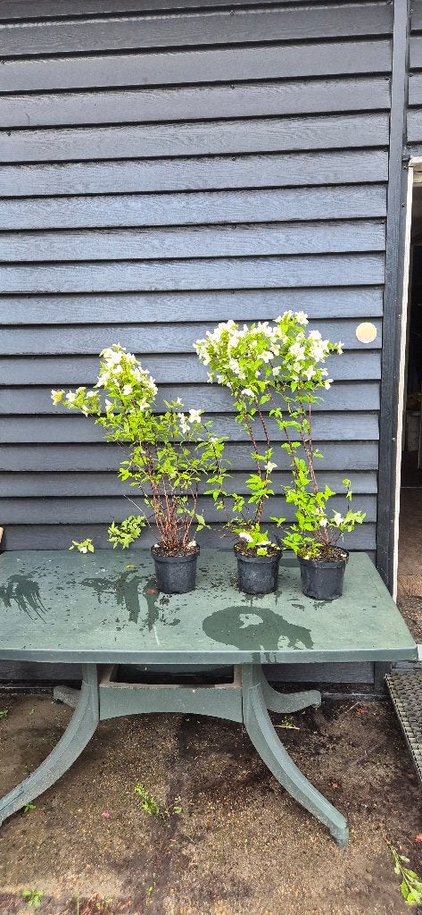 Boeren jasmijn | Philadelphus 'Belle Étoile, Ophalen, Overige soorten, Struik, 100 tot 250 cm