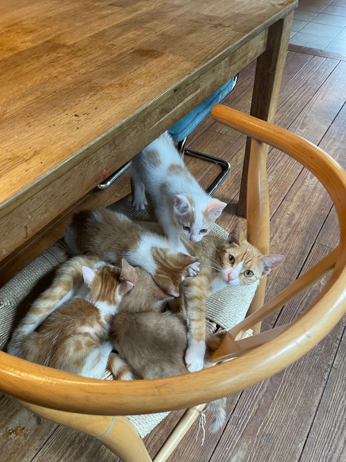 Rode kittens, Dieren en Toebehoren, Katten en Kittens | Overige Katten, Poes, Kortharig, 0 tot 2 jaar