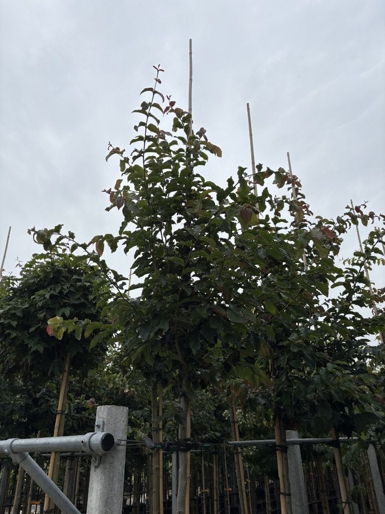 Parrotia persica ‘Cherry Tips’ – Perzisch ijzerhout, Tuin en Terras, Minder dan 100 cm, Volle zon, In pot, Overige soorten