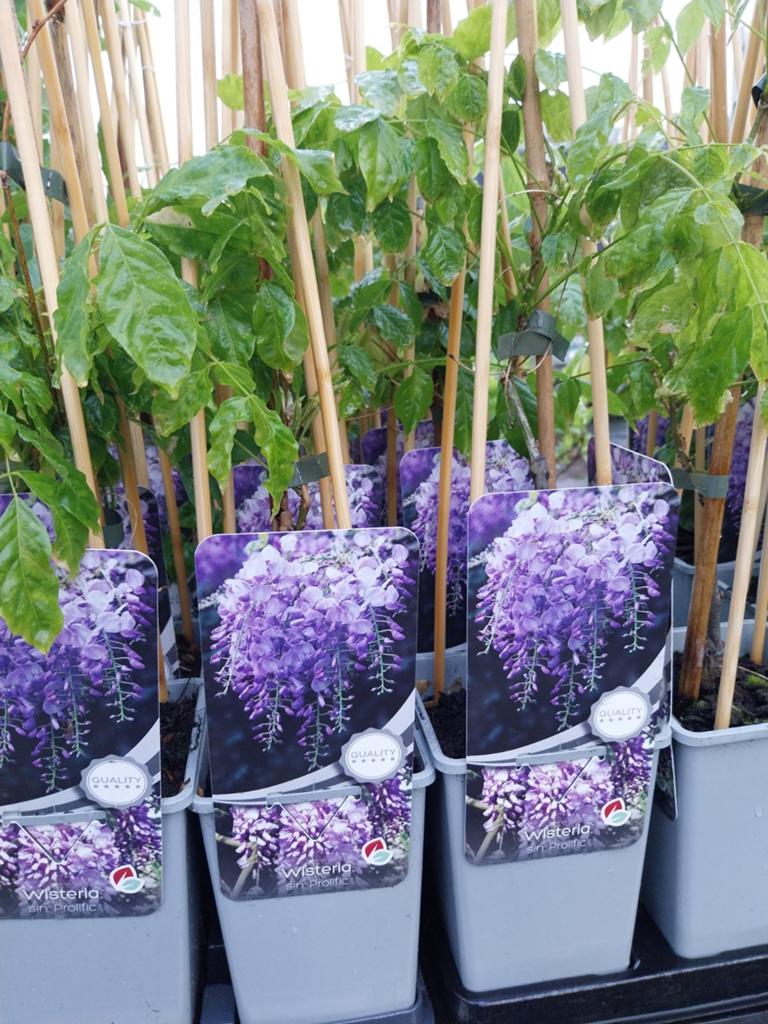 Klimplanten: Clematis, Blauwe Regen etc etc, Ophalen, Overige soorten, Volle zon