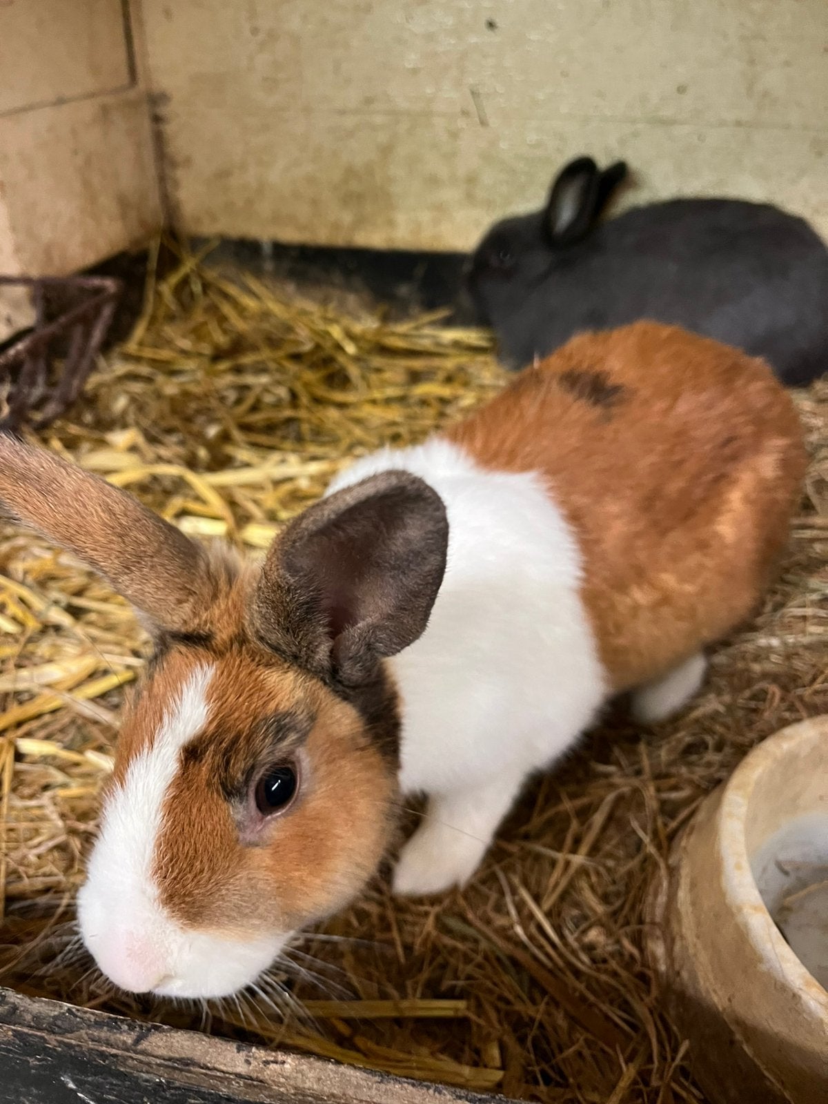 Te koop Dwerg konijn, Meerdere dieren, Dwerg