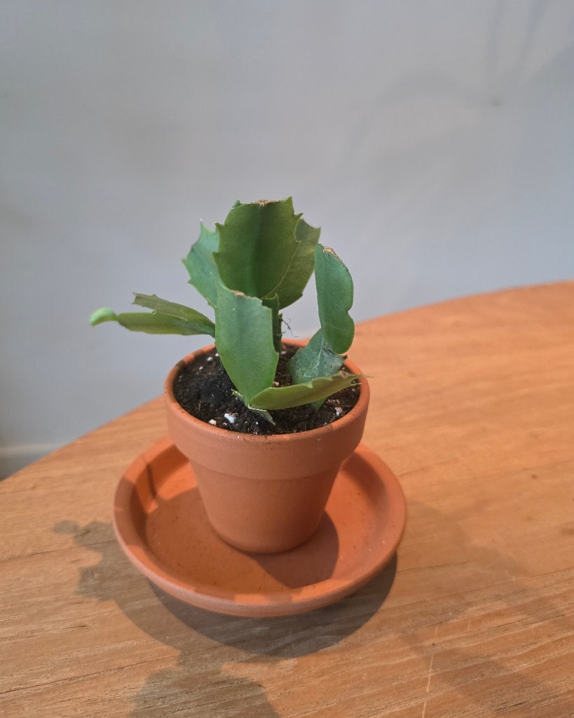 Schlumbergera stekje te koop, Ophalen, Halfschaduw, Minder dan 100 cm, In pot