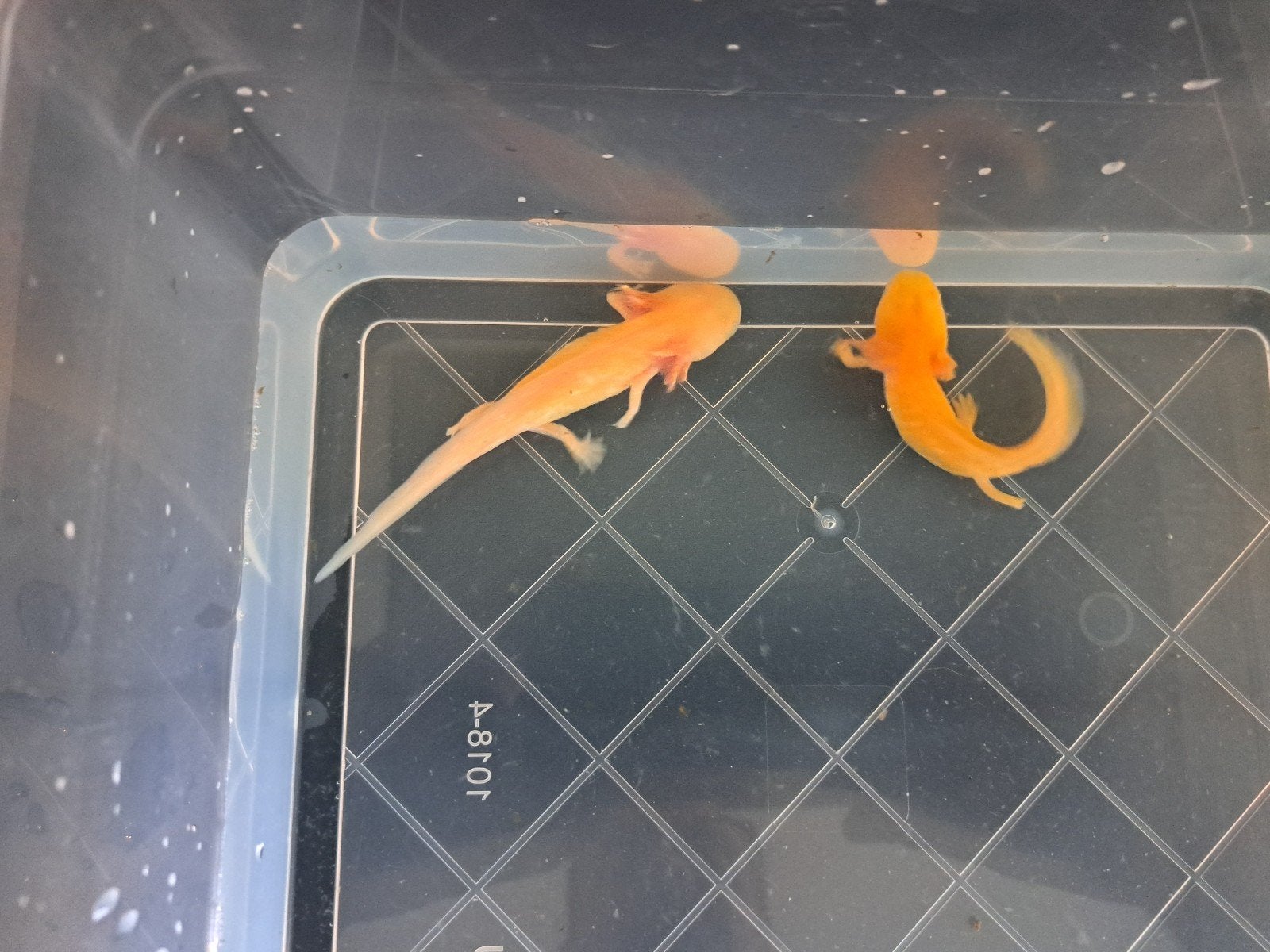 2 Golden Axolotl Baby's, Schildpad, 0 tot 2 jaar