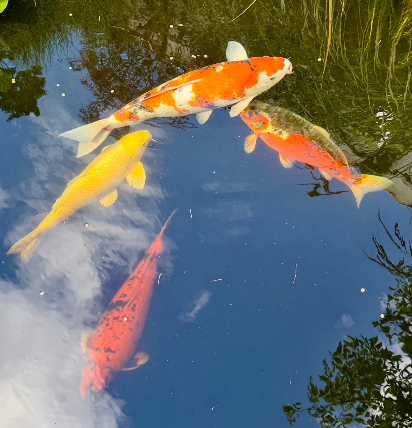 Koi karpers, Dieren en Toebehoren, Karper of Koi