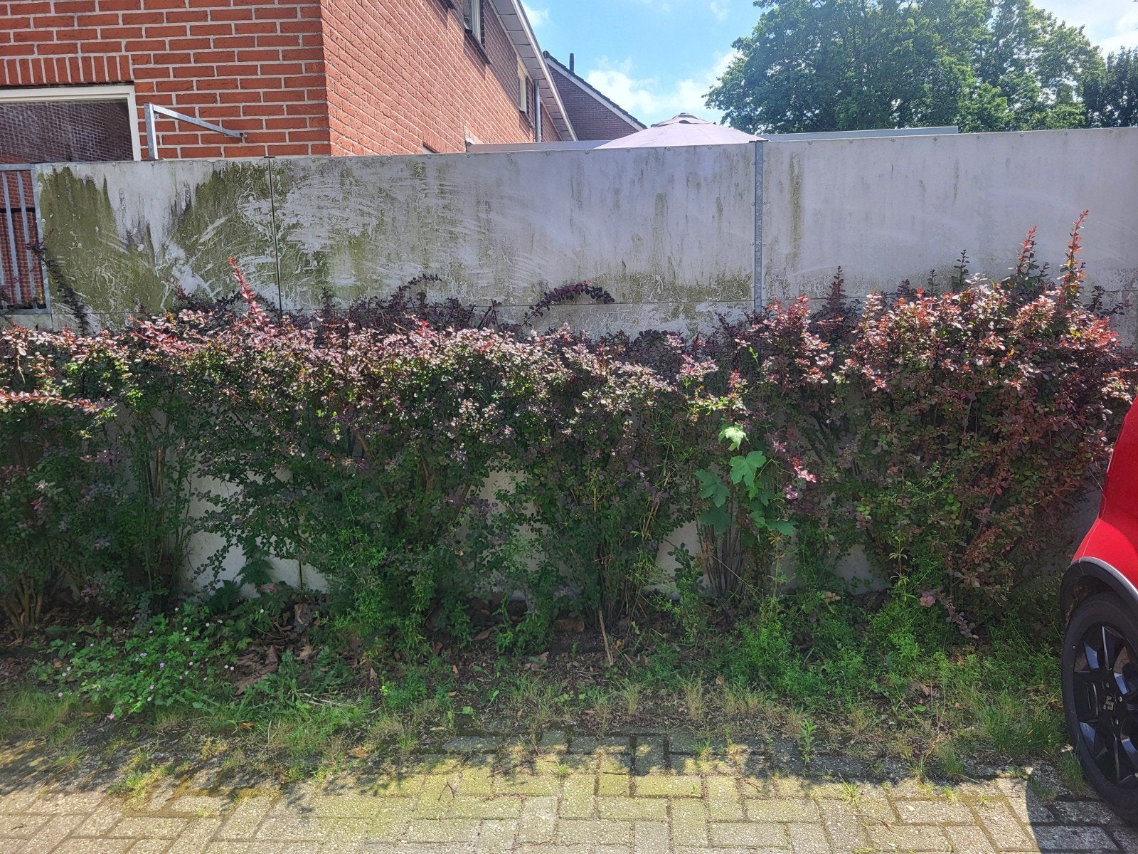 Rode Berberis Haagplanten 4x, Tuin en Terras, Ophalen, Overige soorten, Haag, 100 tot 250 cm