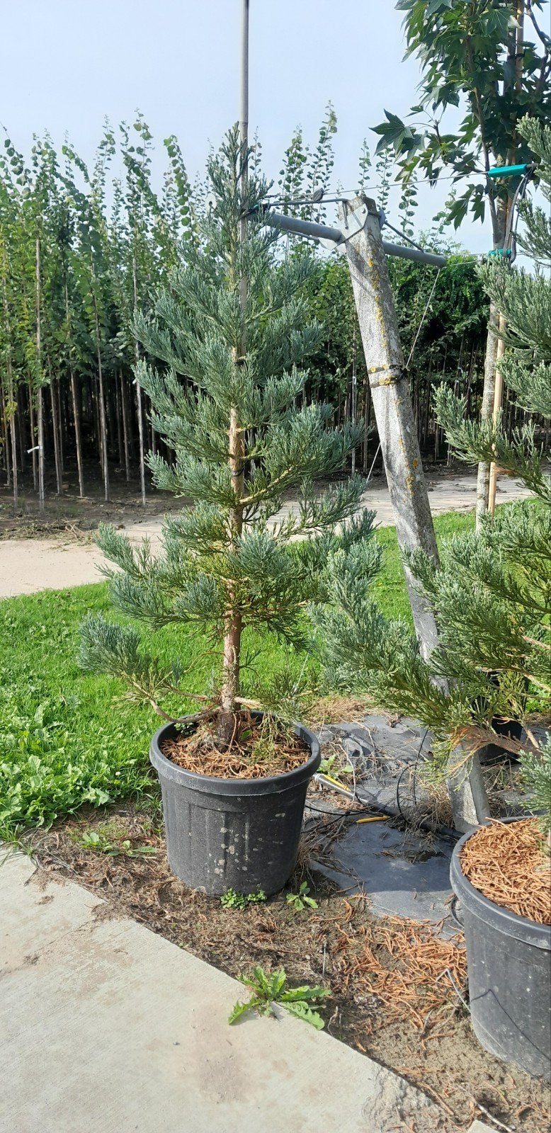 Sequoiadendron giganteum glauca. blauwe mammoetboom, Bloeit niet, Overige soorten, 100 tot 250 cm, Ophalen