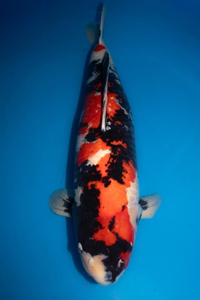 Momotaro koi 89cm met certificaat, Karper of Koi