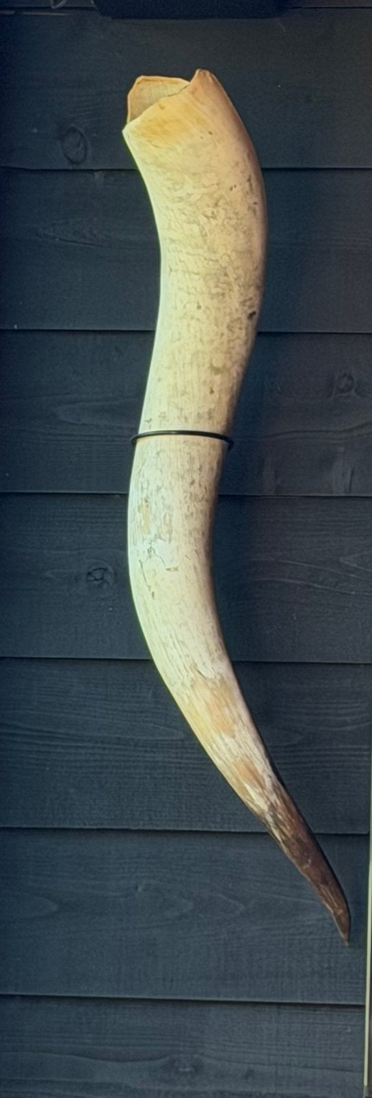 Losse Longhorn hoorn met muurbeugel ca 100cm, Verzamelen, Dierenverzamelingen, Ophalen of Verzenden, Zo goed als nieuw, Boerderijdier