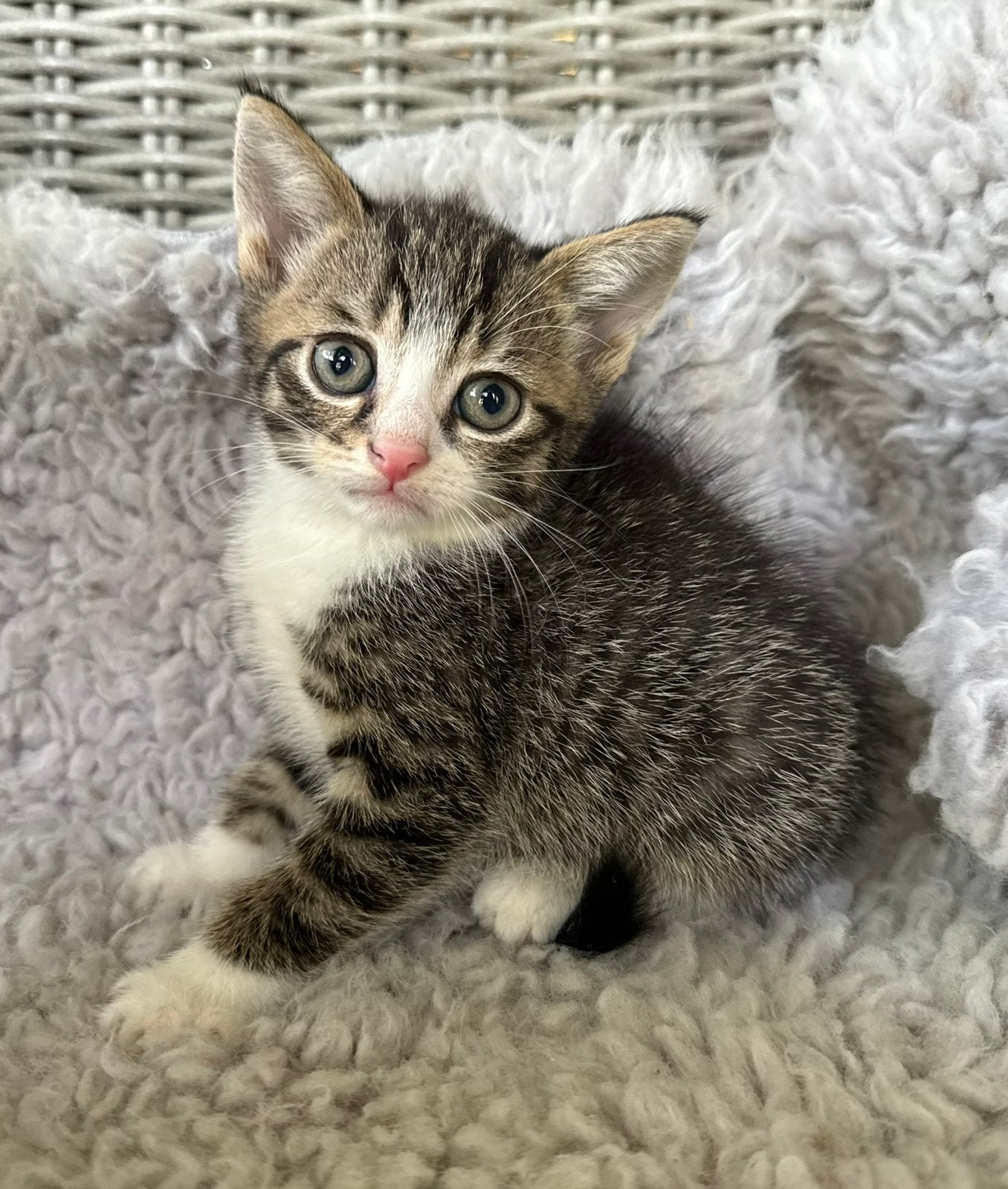 Europese korthaar x Ragdoll kittens, Meerdere dieren, Kortharig, 0 tot 2 jaar