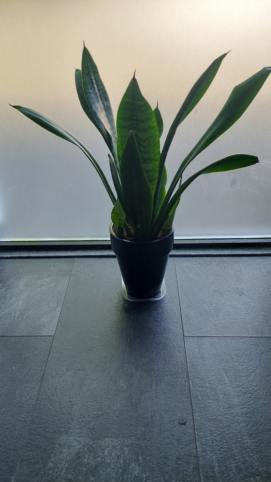 Plant Sanseviera, Ophalen, Overige soorten, Volle zon