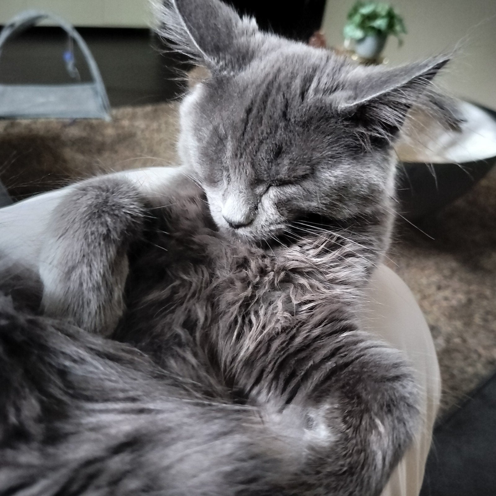 Maine Coon kitten met stamboom, Dieren en Toebehoren, Poes, Met stamboom, 0 tot 2 jaar