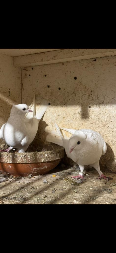 Duiven, Dieren en Toebehoren, Vrouwelijk