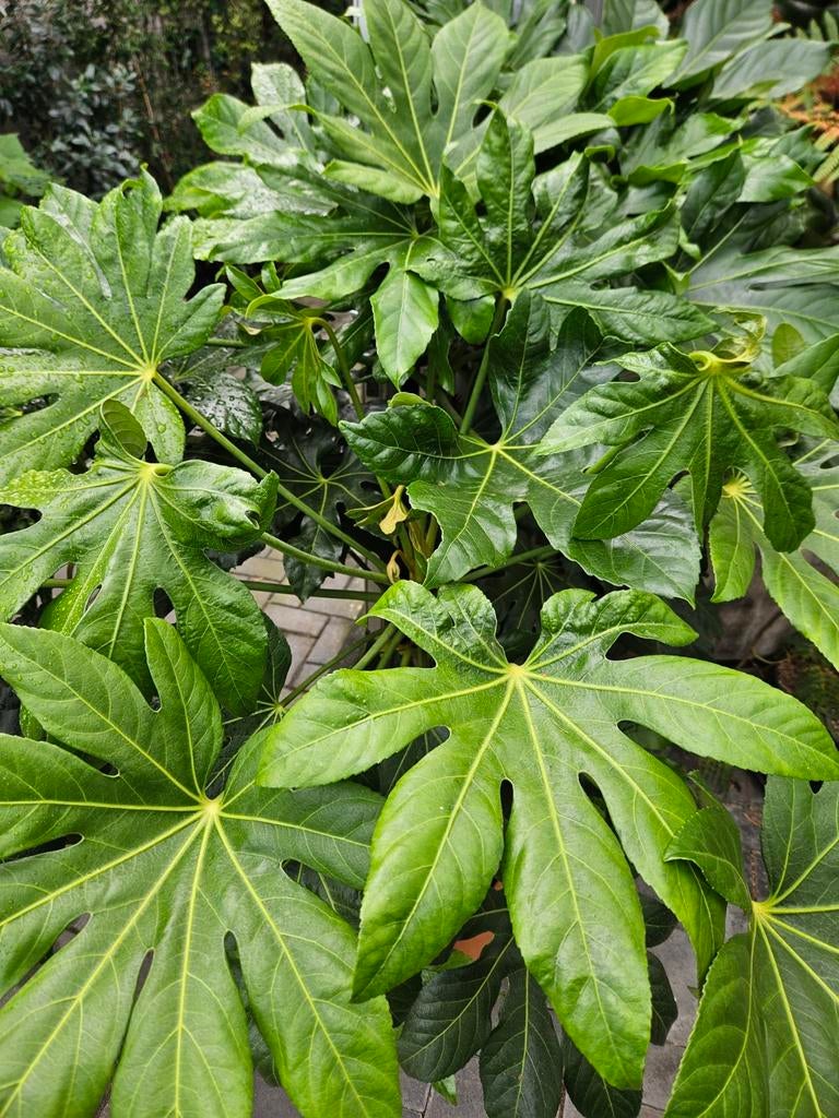 Fatsia Japonica / vingerplant, Tuin en Terras, Planten | Bomen, Winter, 100 tot 250 cm, Ophalen, Volle zon