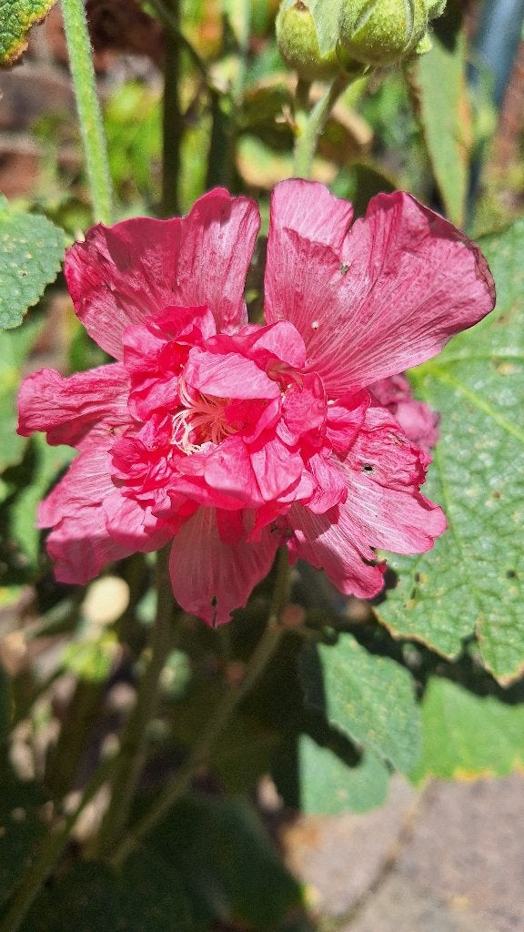 Roze stokroos zaden 10st, Verzenden, Volle zon, Zaad