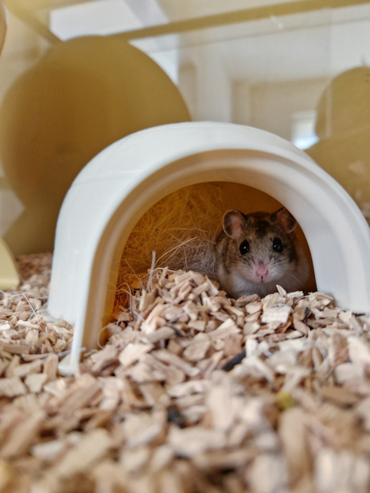 Chinese dwerghamster man, Dieren en Toebehoren, Hamster, Augustus, Mannelijk, Tam