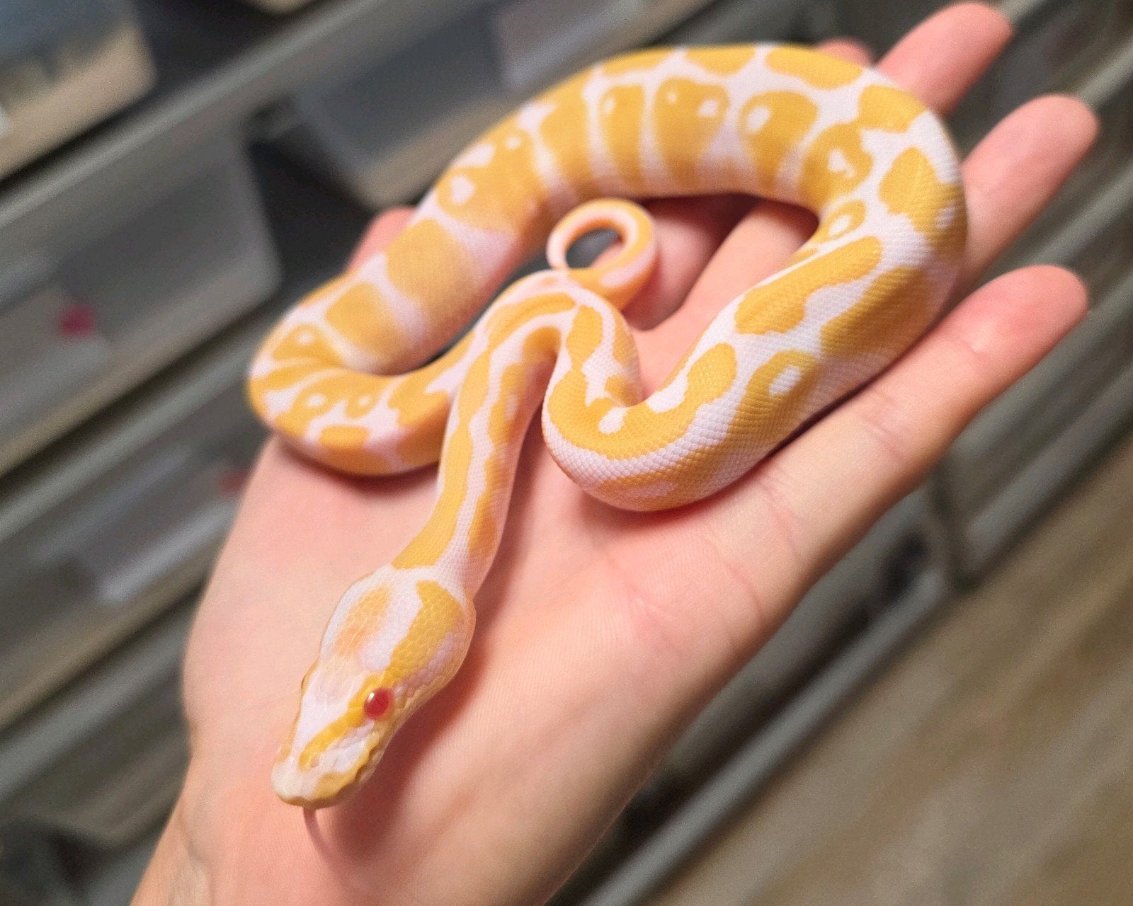 Albino/Candino 100%Clown️ Ball Python photo 2