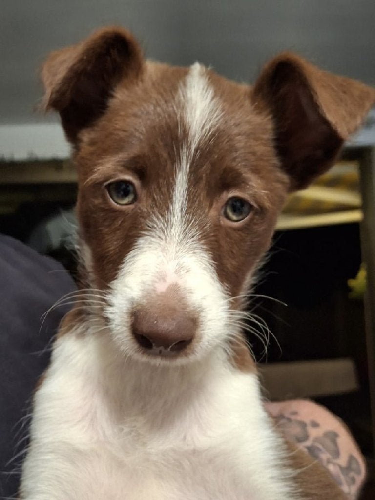 ACE: Ralfie komt graag knuffelen, Dieren en Toebehoren, Honden | Niet-rashonden, Particulier, Reu, 8 tot 15 weken, Buitenland
