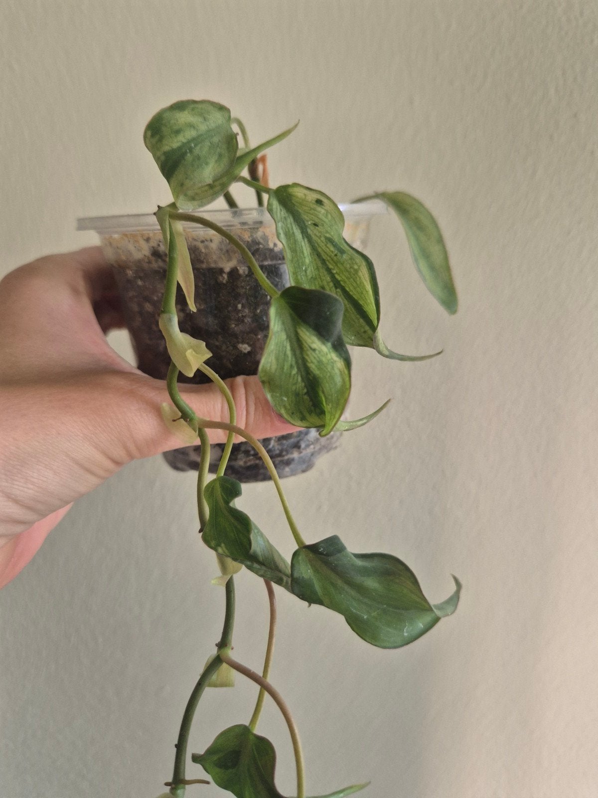 Philodendron Micans Mint Variegata, Huis en Inrichting, Kamerplanten, Ophalen of Verzenden, Halfschaduw, Minder dan 100 cm