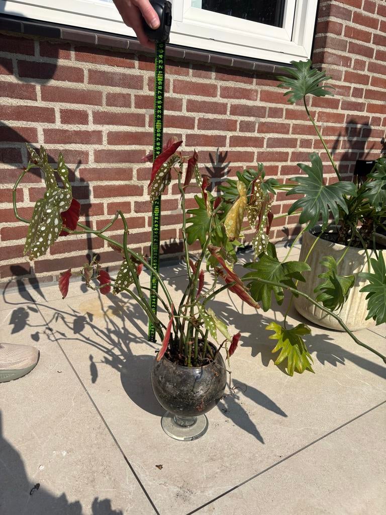 Begonia Maculata - Polkadot Begonia - 57 cm hoog, Vaste plant, Bloeit niet, Halfschaduw, Ophalen