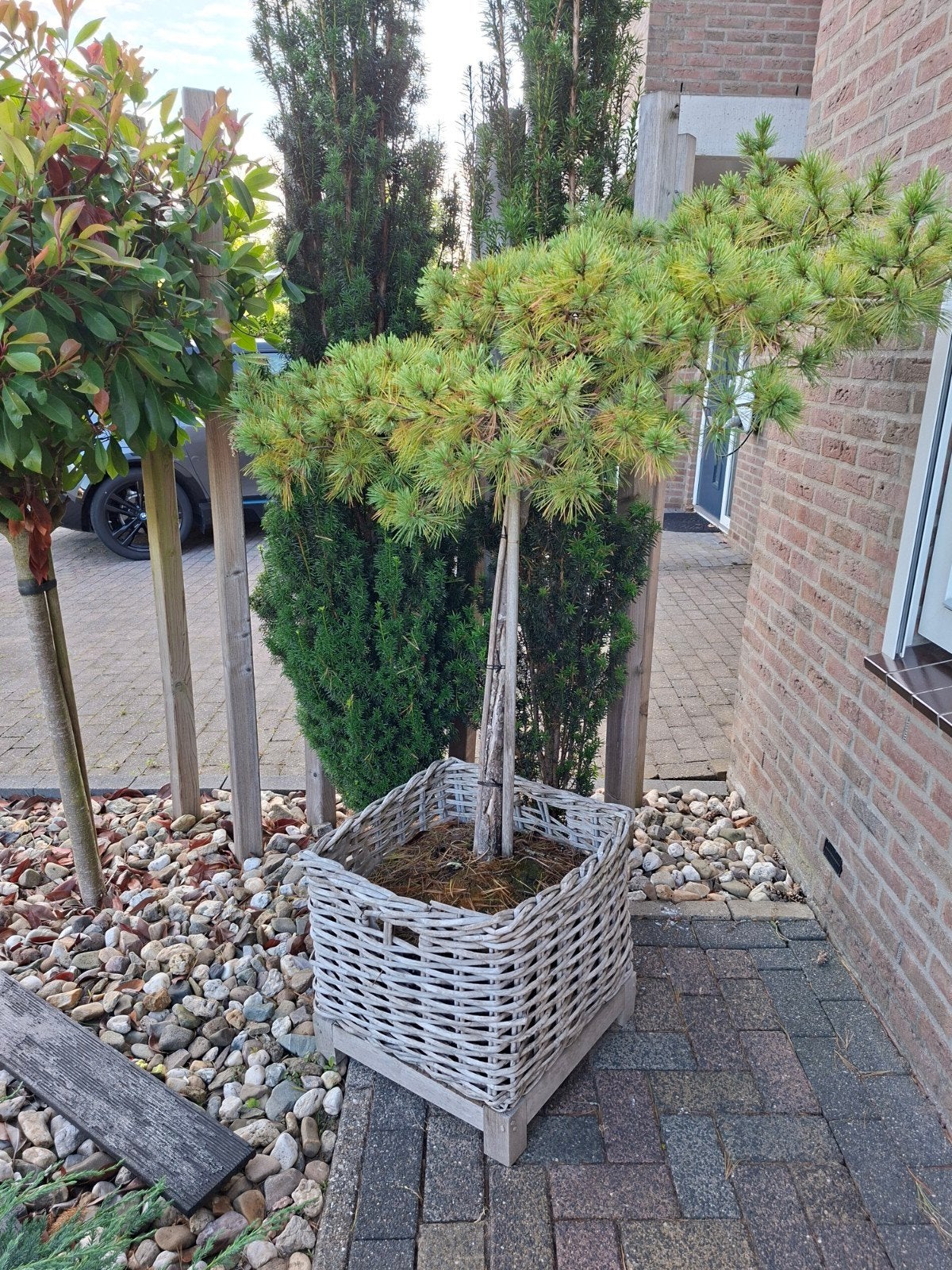 Dwerg Japanse Rode Den in Grote Rieten Plantenbak, Ophalen, Bloeit niet, Overige soorten, Halfschaduw