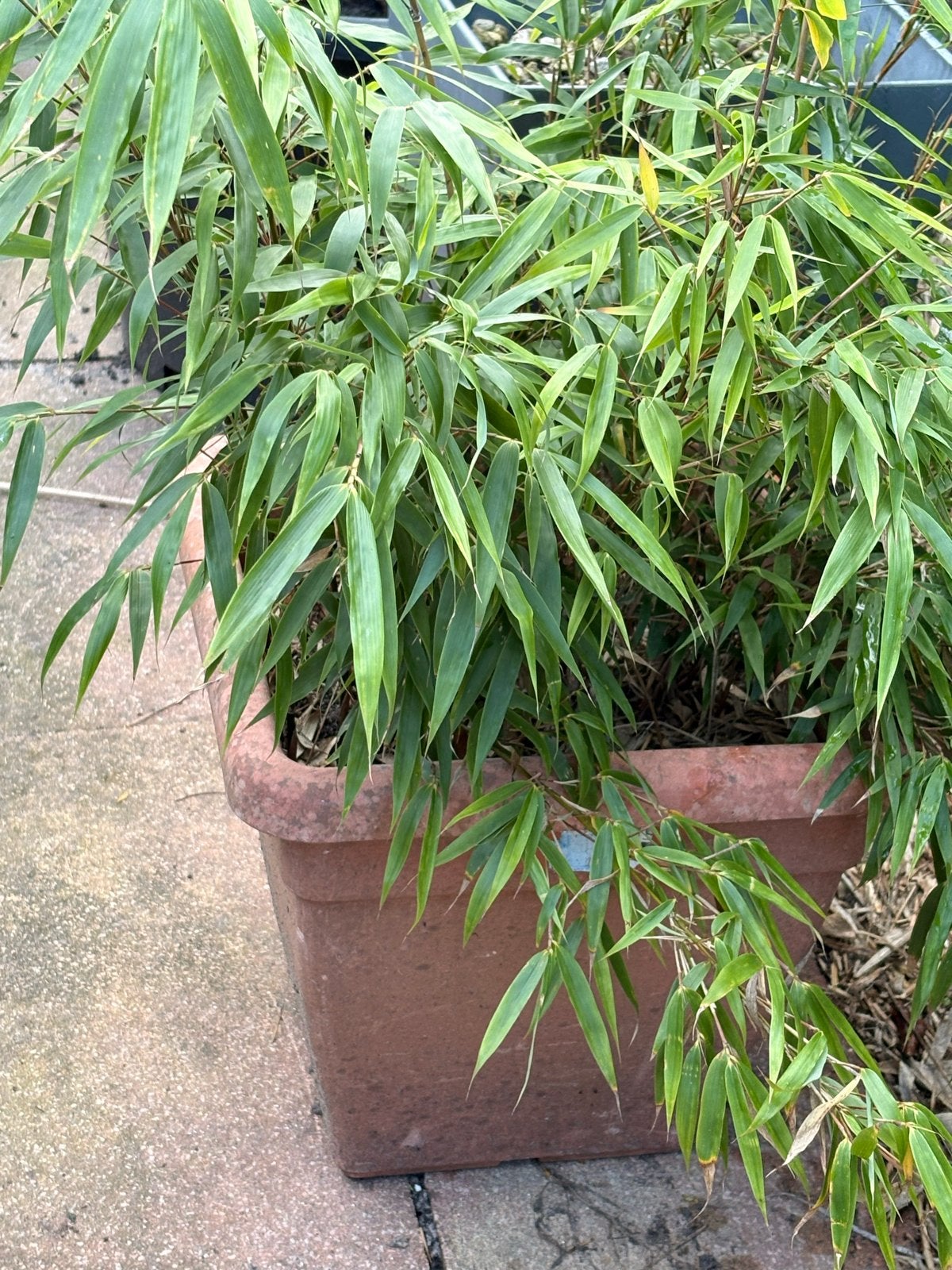 Niet-woekerende bamboe (Fargesia) - 100cm hoog, Tuin en Terras, Ophalen, Vaste plant, Siergrassen, Bloeit niet