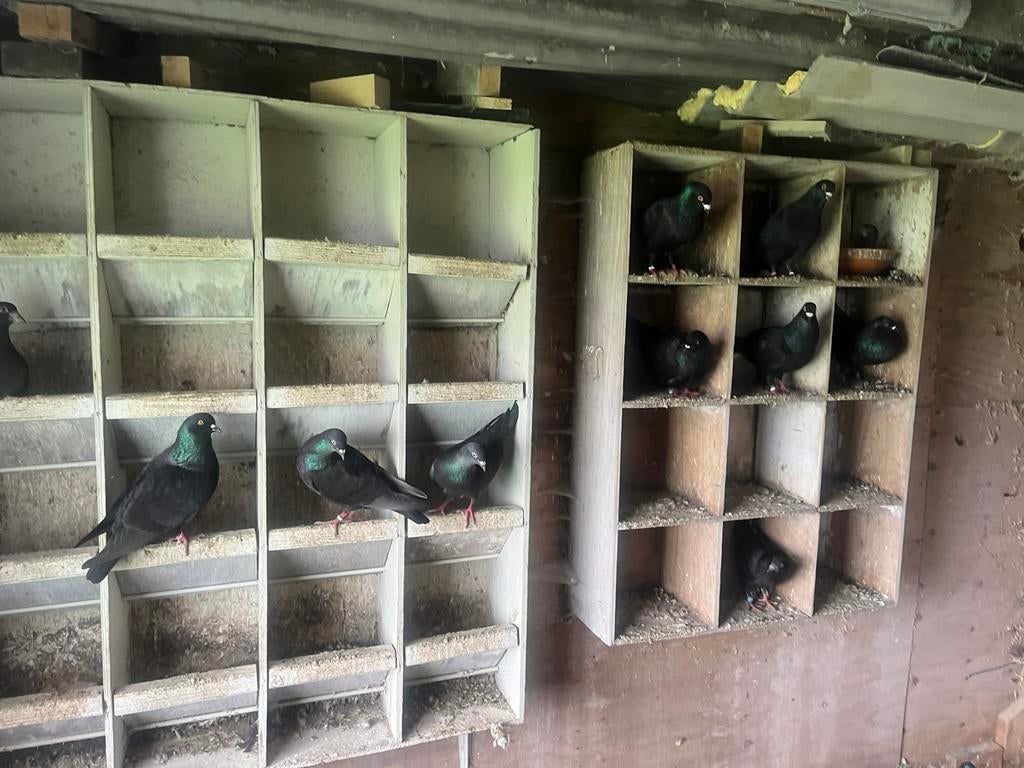 Zwarte postduiven, Dieren en Toebehoren, Vogels | Duiven, Meerdere dieren, Postduif