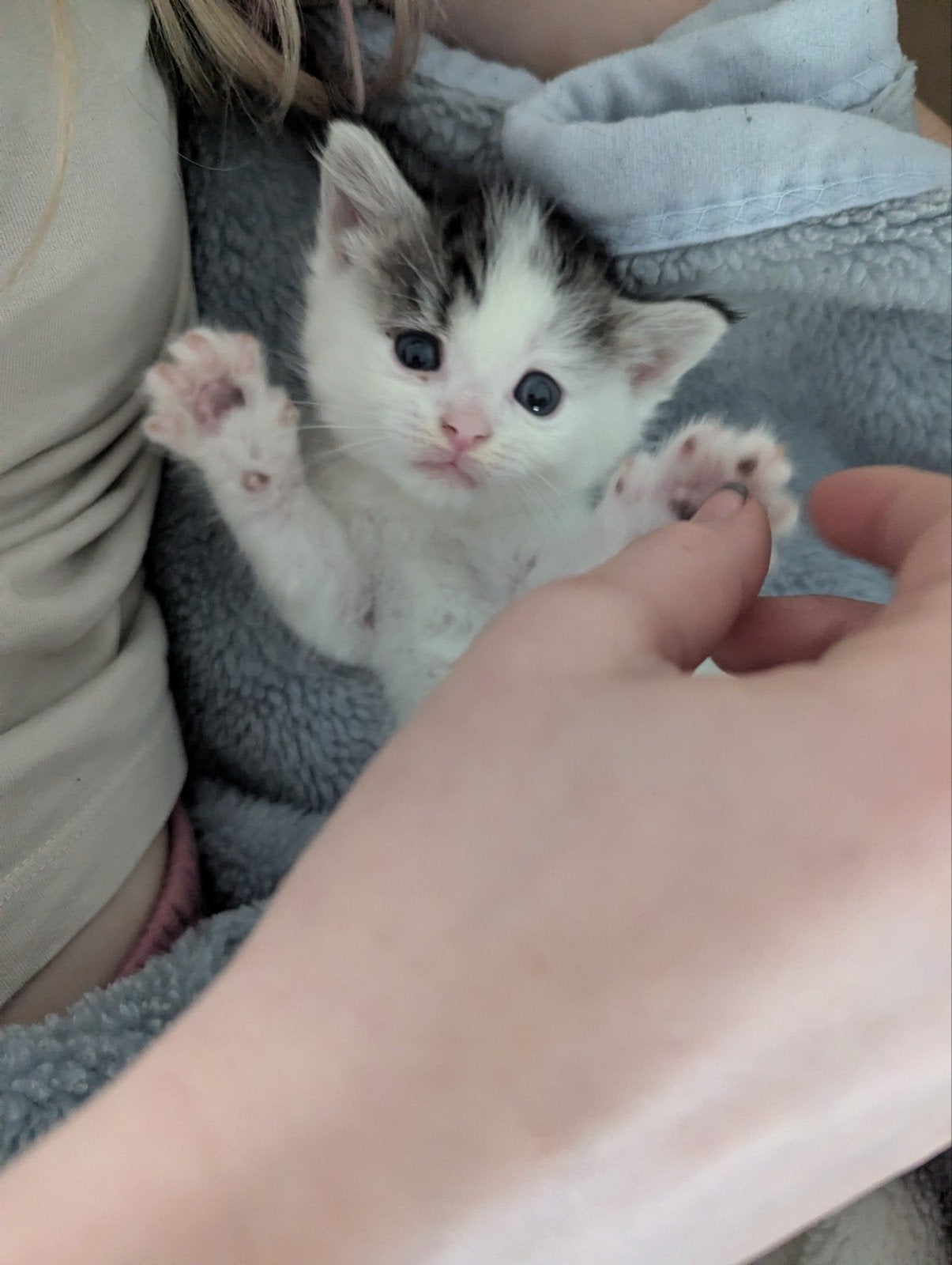 Europese korthaar X Main Coon kittens, Dieren en Toebehoren, Kater, 0 tot 2 jaar