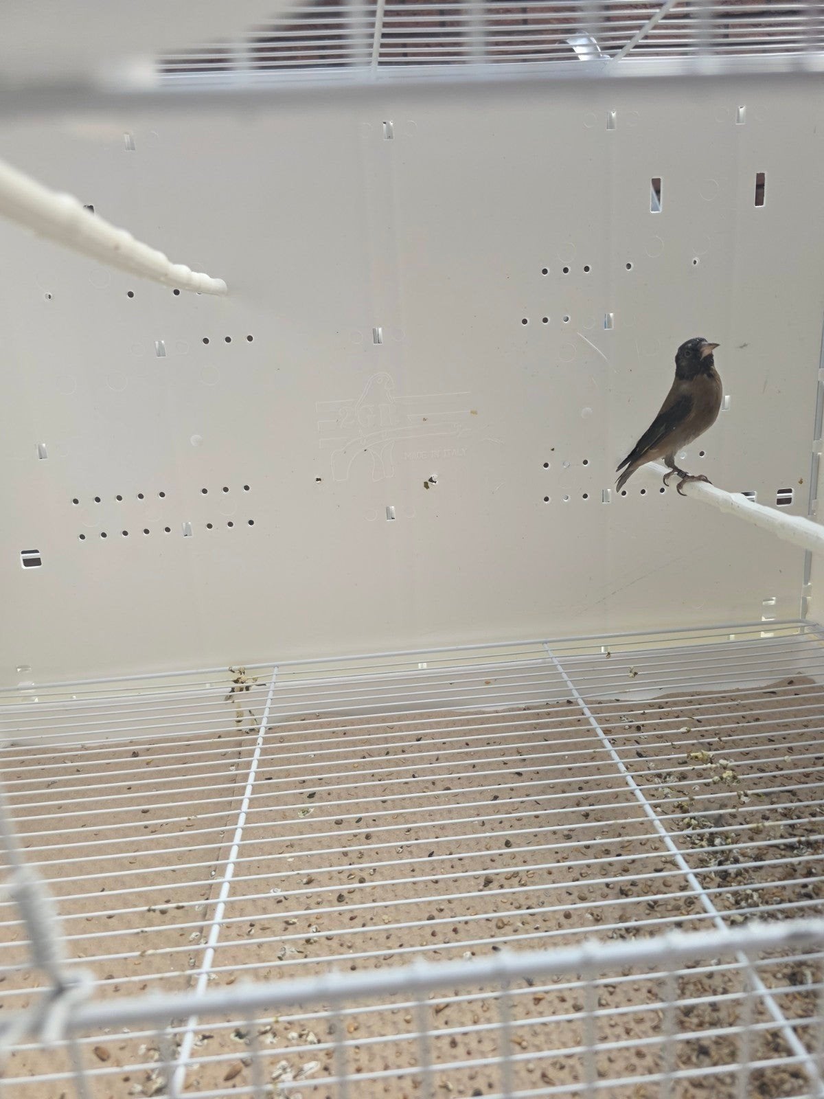 een zwarte parva putter, Dieren en Toebehoren, Mannelijk, Wildzangvogel