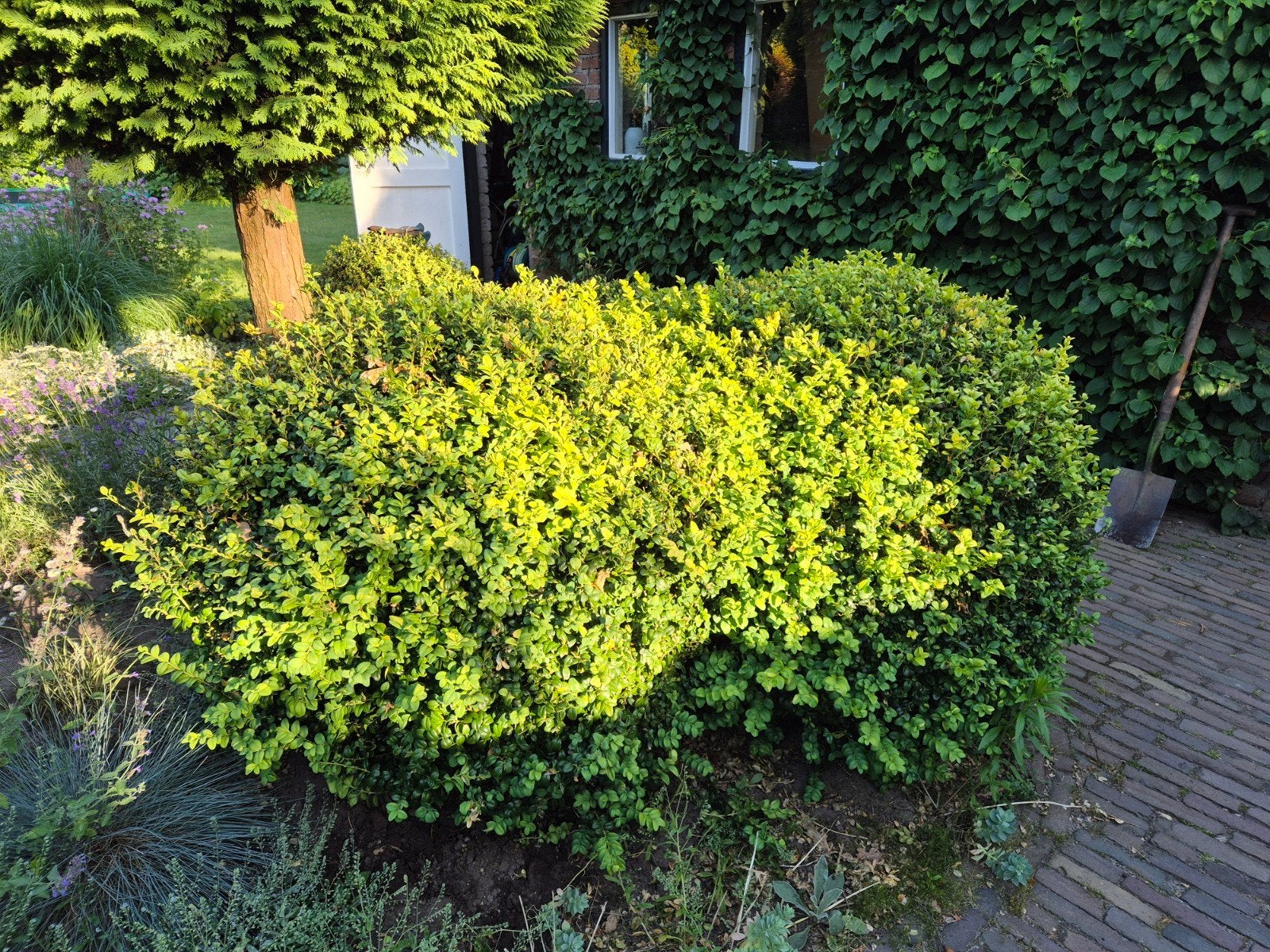 2 Grote, gezonde buxussen, Ophalen, Overige soorten, Struik, 100 tot 250 cm