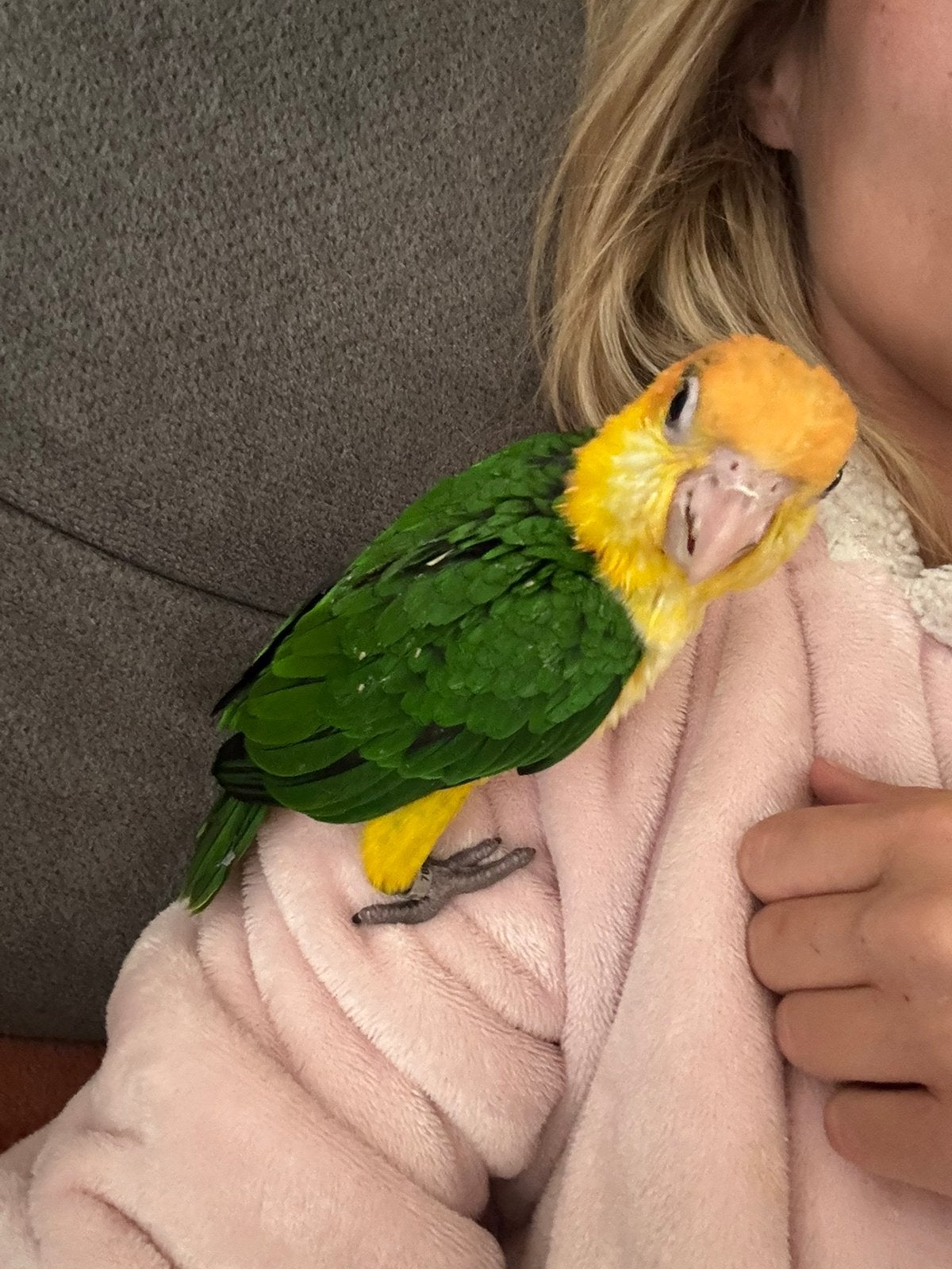 Handtamme roestkop caique., Dieren en Toebehoren, Vogels | Parkieten en Papegaaien, Geslacht onbekend, Papegaai