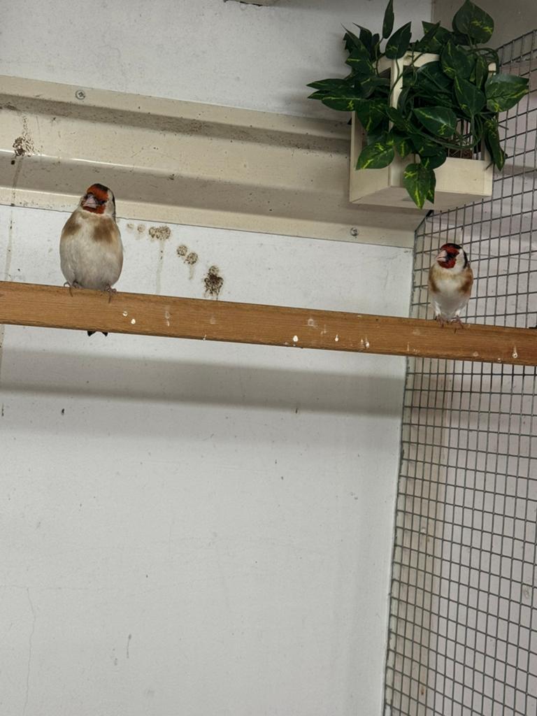 Koppel major putters, Dieren en Toebehoren, Meerdere dieren, Wildzangvogel, Geringd