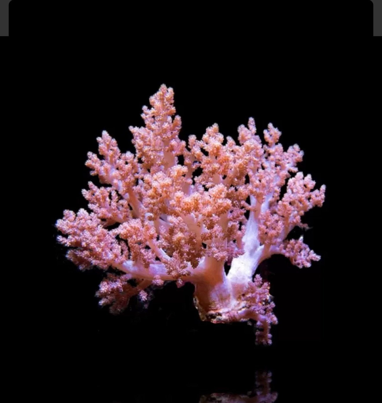 Zachte koralen Capnella Kenia tree, Dieren en Toebehoren, Ophalen of Verzenden, Gevuld zeewateraquarium