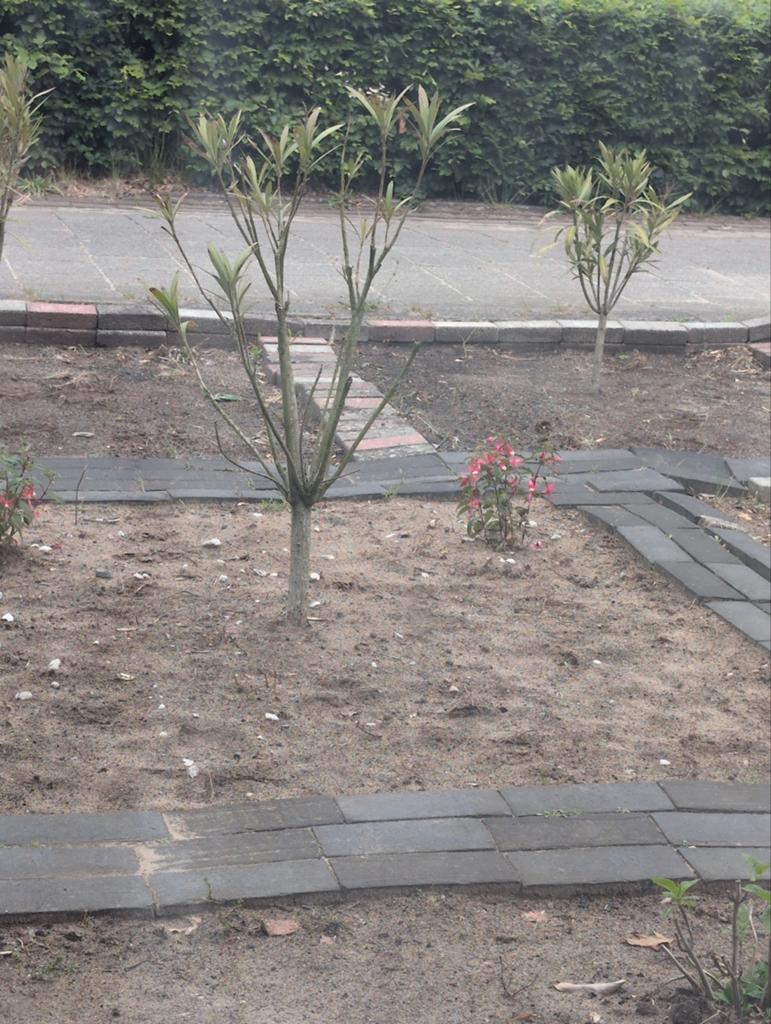 Gratis Jonge Oleander Planten - Diverse Maten, Tuin en Terras, Planten | Tuinplanten, Ophalen of Verzenden
