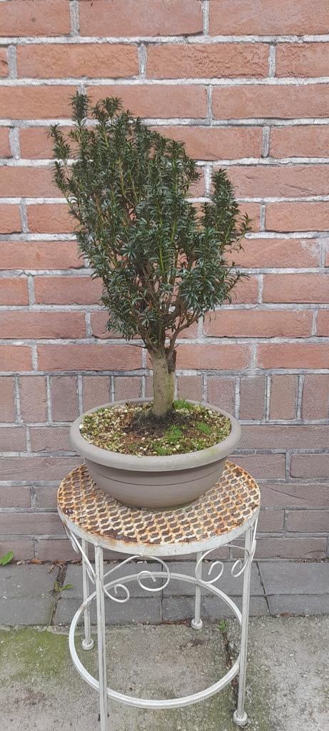 Bonsai Taxus baccata fastigiata, Tuin en Terras, In pot, Bloeit niet, Halfschaduw, Minder dan 100 cm