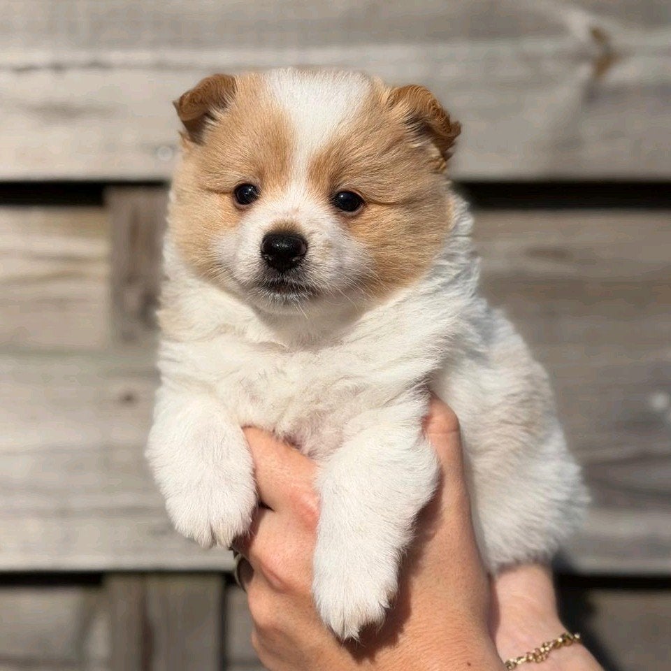Pomeriaan - kruising pups te koop, 8 tot 15 weken, Meerdere, Nederland, Particulier