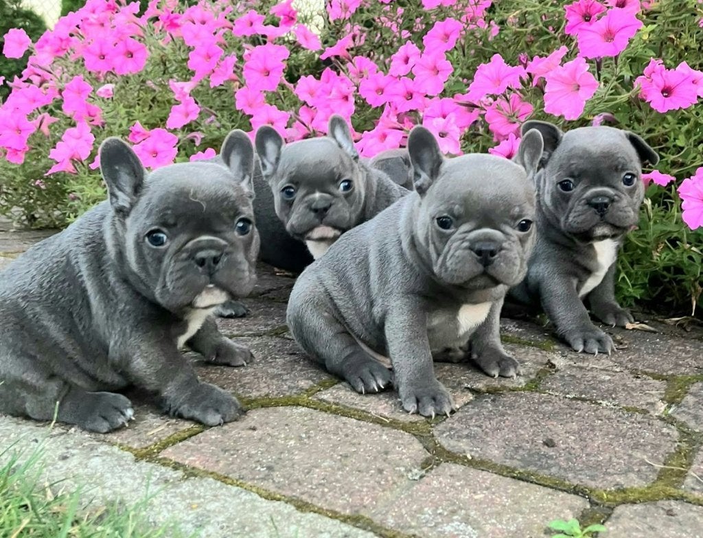 Franse Bulldog Pups Blauw/Lilac met neusjes, 8 tot 15 weken, Meerdere, Meerdere dieren, Nederland