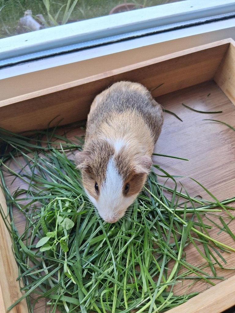 Super leuk cavia beertje, Dieren en Toebehoren, Cavia, Mannelijk, Mei, Tam